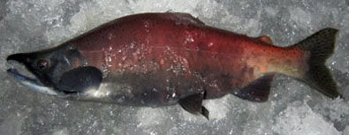  Wild Antero Kokanee Salmon.
